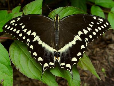 Giant-Swallowtail-002-lo.jpg