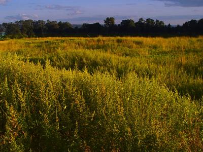 Croton Point Park 04lo.jpg