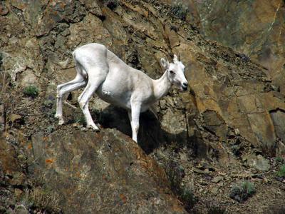 Dall Sheep