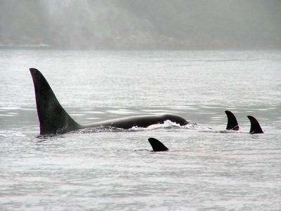 A pod of Orcas
