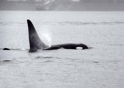 A pod of Orcas