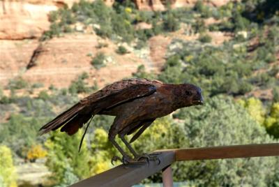 Eagle.jpg