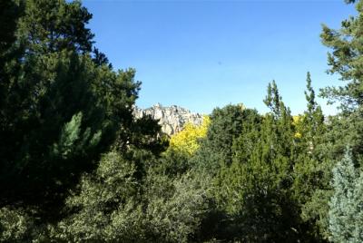 trees1.jpg