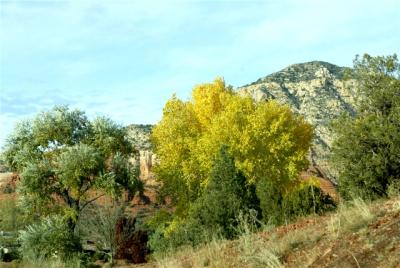trees5.jpg