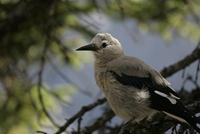 u36/dsg2/medium/32166737.Birdcanon70300DOlens.jpg