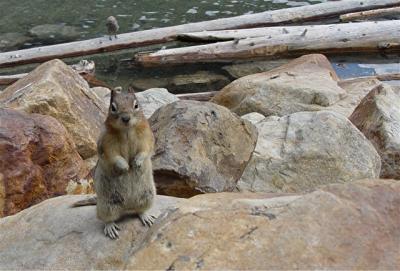 chipmunkbp.jpg