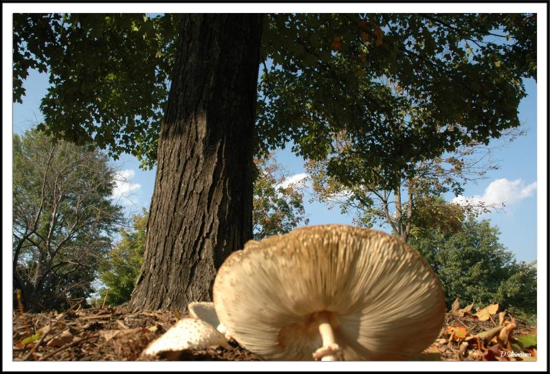 9/30/04 - Fall Shroom