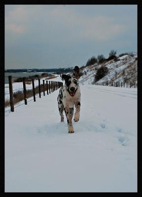 Dudley in de sneeuw