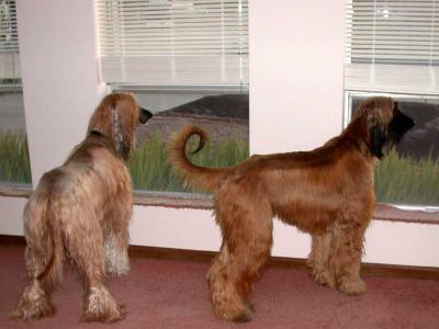 u36/ducedi/medium/23425283.at_the_window.jpg