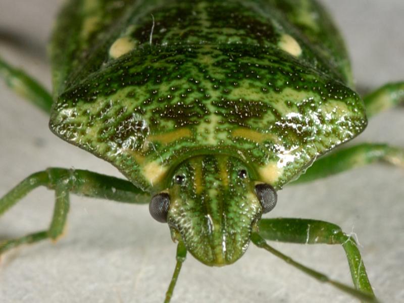 Stinkbug 6062 (V34)