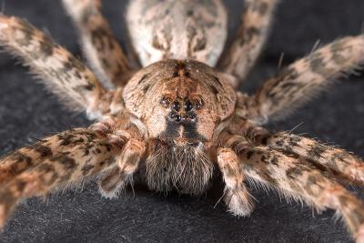 Spider face closeup 1005 (V43)