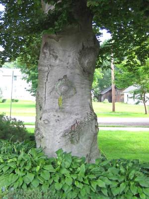 Venerable Old Beech Tree