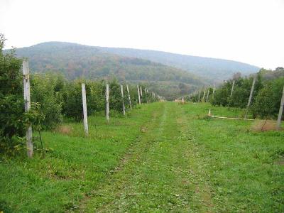 Apple Orchards