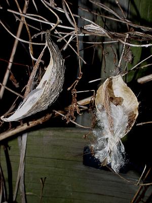 milkweed020402.jpg