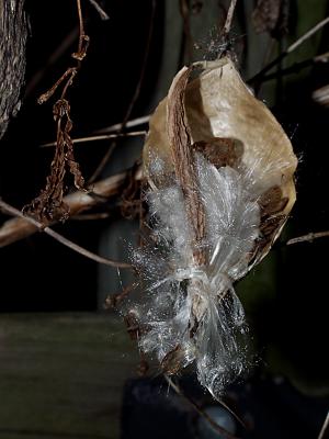 milkweed020403.jpg