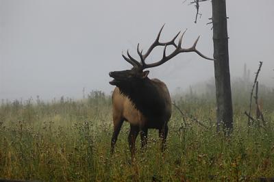 misty bull jpg02.jpg