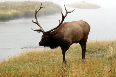 misty bull jpg04.jpg