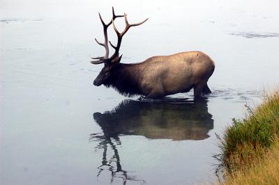 misty bull jpg05.jpg