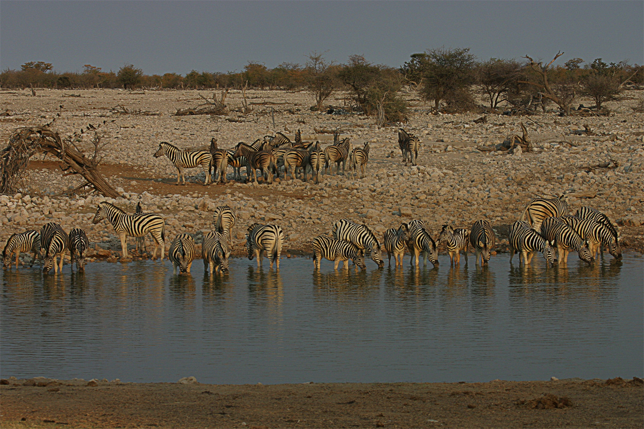 Early-morning-zebras.jpg