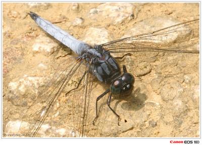 Orthetrum glaucum (male) - f()