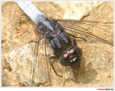 Orthetrum glaucum (male) - f()