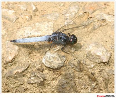 Orthetrum glaucum (male) - f()