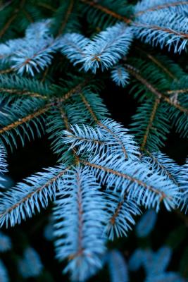 Blue Spruce Glow