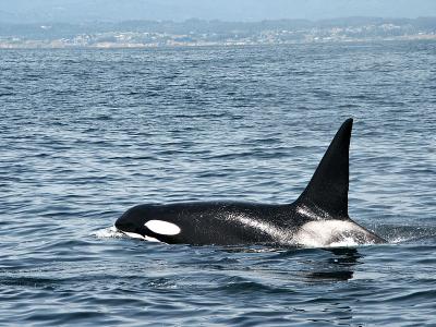 Wild Killer whale off San Fransisco