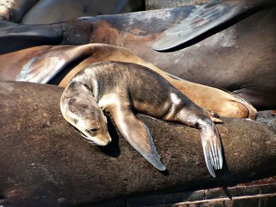 Newly born seal pup,Pier 39 San Francisco