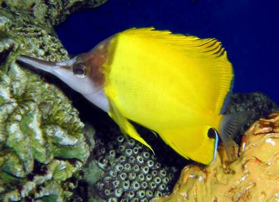 Long Nosed Butterflyfish