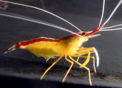 Red Lined Shrimp