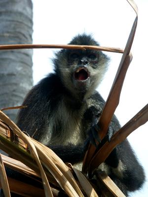 Monkey in tree growls for me to keep distance