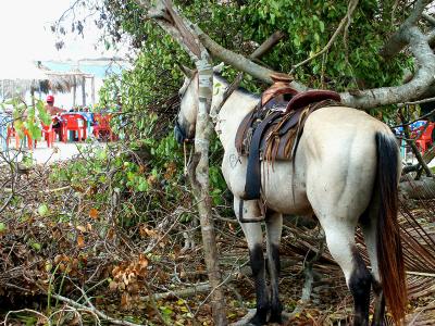 Parked horse while owner enjoys a beer