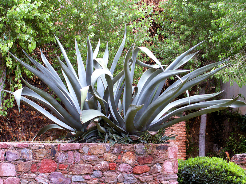 Aguave-plant which tequila is made