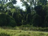 DSC04587.JPG