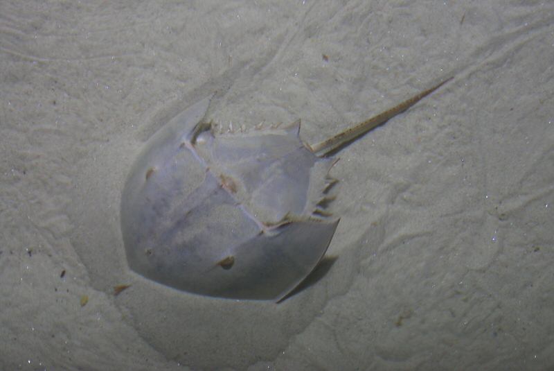 Limulus polyphemus