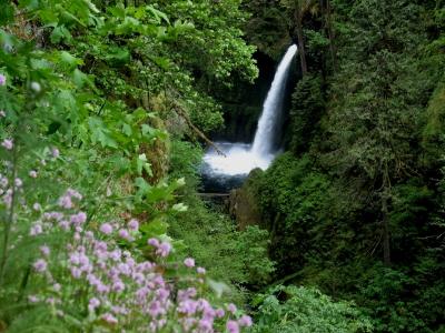 Metlako Falls and Wildflowers
