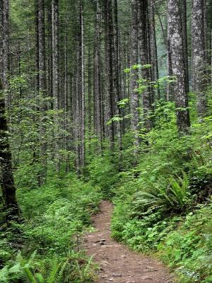 Eagle Creek Trail in Forest