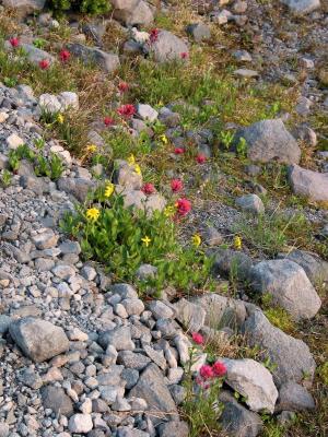Flowers Amid Rocks