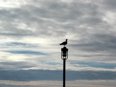 Seagull on a Lamppost
