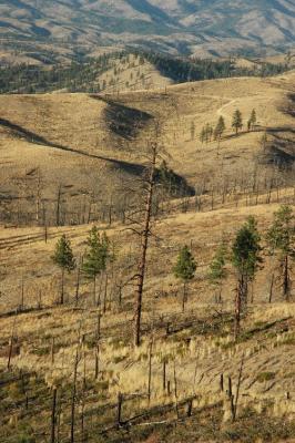 u36/ericnoel/medium/34523373.stelikosparseforest.jpg