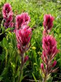 Magenta Paintbrush