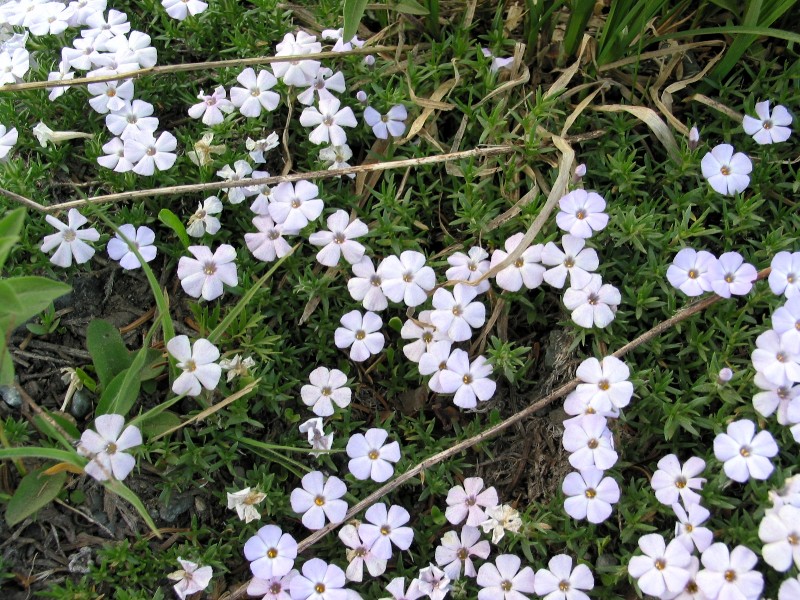 Bland Phlox