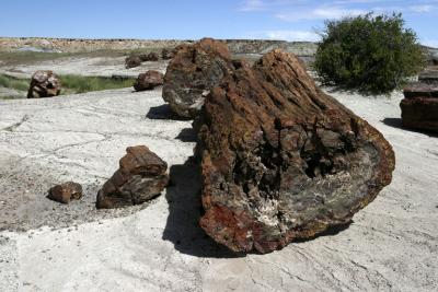 Petrified Forest National Park