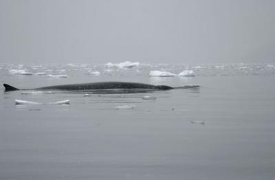 Minke Whales 8900