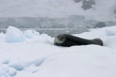 Seal on Iceberg 9024