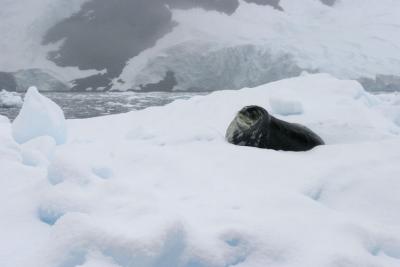 Seal on Iceberg 9027