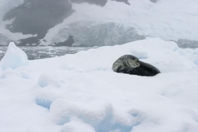 Seal on Iceberg 9028