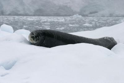 Seal on Iceberg 9031