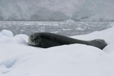 Seal on Iceberg 9032